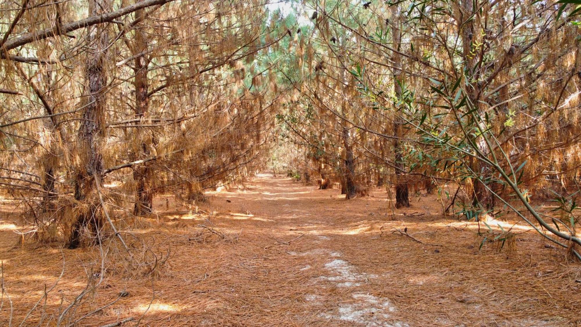 Piriápolis Resort 77 מראה חיצוני תמונה
